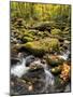 USA, Tennessee. Gatlinburg. Great Smoky Mountains National Park, Flowing creek along the Roaring Fo-Ann Collins-Mounted Photographic Print