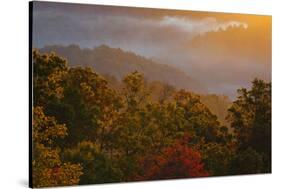 USA, Tennessee. Great Smoky Mountain National Park, trees and fog at sunrise.-Joanne Wells-Stretched Canvas