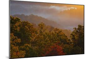 USA, Tennessee. Great Smoky Mountain National Park, trees and fog at sunrise.-Joanne Wells-Mounted Photographic Print