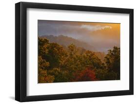 USA, Tennessee. Great Smoky Mountain National Park, trees and fog at sunrise.-Joanne Wells-Framed Photographic Print