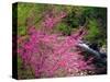 USA, Tennessee, Great Smoky Mountain Redbud Wildflowers-Jaynes Gallery-Stretched Canvas