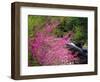 USA, Tennessee, Great Smoky Mountain Redbud Wildflowers-Jaynes Gallery-Framed Photographic Print