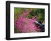 USA, Tennessee, Great Smoky Mountain Redbud Wildflowers-Jaynes Gallery-Framed Photographic Print