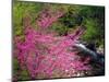 USA, Tennessee, Great Smoky Mountain Redbud Wildflowers-Jaynes Gallery-Mounted Photographic Print