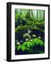 USA, Tennessee, Great Smoky Mountain Wildflowers in the Forest-Jaynes Gallery-Framed Photographic Print