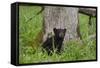 USA, Tennessee, Great Smoky Mountains National Park. Black Bear Cub Next to Tree-Jaynes Gallery-Framed Stretched Canvas