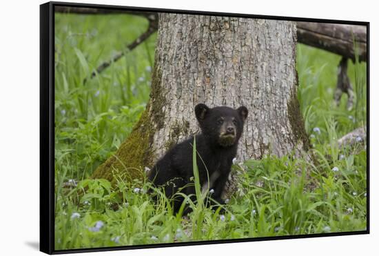 USA, Tennessee, Great Smoky Mountains National Park. Black Bear Cub Next to Tree-Jaynes Gallery-Framed Stretched Canvas