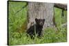 USA, Tennessee, Great Smoky Mountains National Park. Black Bear Cub Next to Tree-Jaynes Gallery-Stretched Canvas