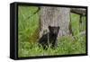 USA, Tennessee, Great Smoky Mountains National Park. Black Bear Cub Next to Tree-Jaynes Gallery-Framed Stretched Canvas