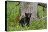 USA, Tennessee, Great Smoky Mountains National Park. Black Bear Cub Next to Tree-Jaynes Gallery-Stretched Canvas