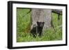 USA, Tennessee, Great Smoky Mountains National Park. Black Bear Cub Next to Tree-Jaynes Gallery-Framed Photographic Print