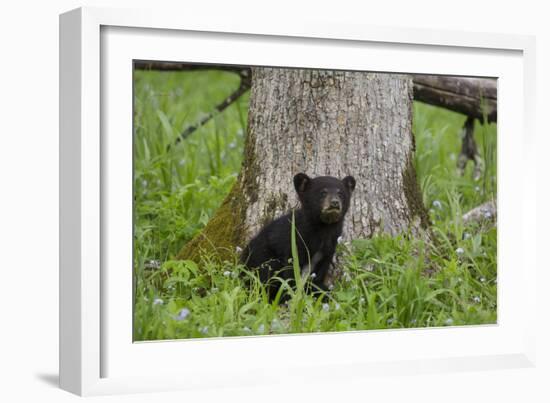 USA, Tennessee, Great Smoky Mountains National Park. Black Bear Cub Next to Tree-Jaynes Gallery-Framed Photographic Print