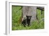 USA, Tennessee, Great Smoky Mountains National Park. Black Bear Cub Next to Tree-Jaynes Gallery-Framed Photographic Print
