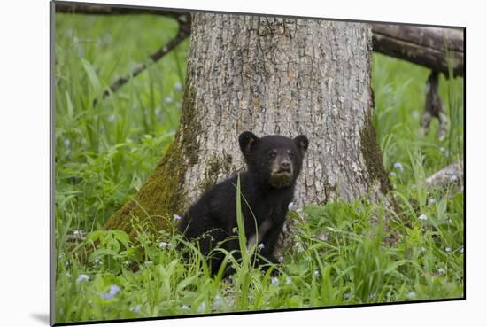 USA, Tennessee, Great Smoky Mountains National Park. Black Bear Cub Next to Tree-Jaynes Gallery-Mounted Photographic Print