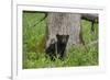 USA, Tennessee, Great Smoky Mountains National Park. Black Bear Cub Next to Tree-Jaynes Gallery-Framed Photographic Print