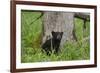 USA, Tennessee, Great Smoky Mountains National Park. Black Bear Cub Next to Tree-Jaynes Gallery-Framed Photographic Print