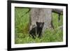 USA, Tennessee, Great Smoky Mountains National Park. Black Bear Cub Next to Tree-Jaynes Gallery-Framed Photographic Print