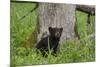 USA, Tennessee, Great Smoky Mountains National Park. Black Bear Cub Next to Tree-Jaynes Gallery-Mounted Photographic Print