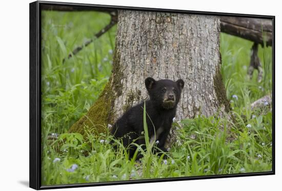 USA, Tennessee, Great Smoky Mountains National Park. Black Bear Cub Next to Tree-Jaynes Gallery-Framed Photographic Print