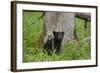 USA, Tennessee, Great Smoky Mountains National Park. Black Bear Cub Next to Tree-Jaynes Gallery-Framed Photographic Print