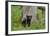 USA, Tennessee, Great Smoky Mountains National Park. Black Bear Cub Next to Tree-Jaynes Gallery-Framed Photographic Print