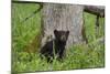 USA, Tennessee, Great Smoky Mountains National Park. Black Bear Cub Next to Tree-Jaynes Gallery-Mounted Photographic Print