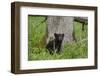 USA, Tennessee, Great Smoky Mountains National Park. Black Bear Cub Next to Tree-Jaynes Gallery-Framed Photographic Print