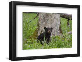 USA, Tennessee, Great Smoky Mountains National Park. Black Bear Cub Next to Tree-Jaynes Gallery-Framed Photographic Print