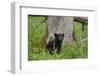 USA, Tennessee, Great Smoky Mountains National Park. Black Bear Cub Next to Tree-Jaynes Gallery-Framed Photographic Print