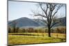 USA, Tennessee. Great Smoky Mountains National Park, Cades Cove Loop Road-Ann Collins-Mounted Photographic Print