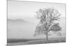 USA, Tennessee. Great Smoky Mountains National Park, Clearing fog in Cades Cove-Ann Collins-Mounted Photographic Print