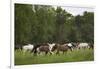 USA, Tennessee, Great Smoky Mountains National Park. Horses in Cade's Cove Pasture-Jaynes Gallery-Framed Premium Photographic Print