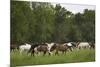 USA, Tennessee, Great Smoky Mountains National Park. Horses in Cade's Cove Pasture-Jaynes Gallery-Mounted Premium Photographic Print