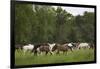 USA, Tennessee, Great Smoky Mountains National Park. Horses in Cade's Cove Pasture-Jaynes Gallery-Framed Premium Photographic Print