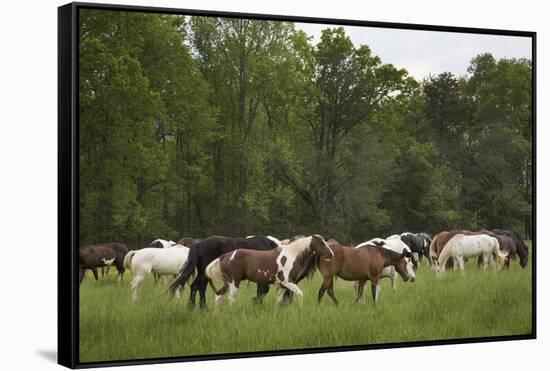 USA, Tennessee, Great Smoky Mountains National Park. Horses in Cade's Cove Pasture-Jaynes Gallery-Framed Stretched Canvas