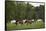 USA, Tennessee, Great Smoky Mountains National Park. Horses in Cade's Cove Pasture-Jaynes Gallery-Framed Stretched Canvas