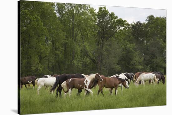 USA, Tennessee, Great Smoky Mountains National Park. Horses in Cade's Cove Pasture-Jaynes Gallery-Stretched Canvas