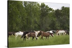 USA, Tennessee, Great Smoky Mountains National Park. Horses in Cade's Cove Pasture-Jaynes Gallery-Stretched Canvas