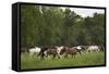 USA, Tennessee, Great Smoky Mountains National Park. Horses in Cade's Cove Pasture-Jaynes Gallery-Framed Stretched Canvas