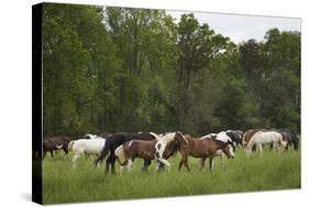 USA, Tennessee, Great Smoky Mountains National Park. Horses in Cade's Cove Pasture-Jaynes Gallery-Stretched Canvas