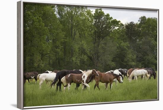 USA, Tennessee, Great Smoky Mountains National Park. Horses in Cade's Cove Pasture-Jaynes Gallery-Framed Photographic Print