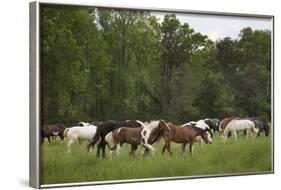 USA, Tennessee, Great Smoky Mountains National Park. Horses in Cade's Cove Pasture-Jaynes Gallery-Framed Photographic Print