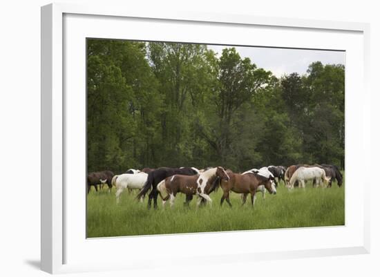 USA, Tennessee, Great Smoky Mountains National Park. Horses in Cade's Cove Pasture-Jaynes Gallery-Framed Photographic Print