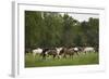 USA, Tennessee, Great Smoky Mountains National Park. Horses in Cade's Cove Pasture-Jaynes Gallery-Framed Photographic Print