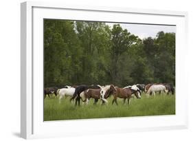 USA, Tennessee, Great Smoky Mountains National Park. Horses in Cade's Cove Pasture-Jaynes Gallery-Framed Photographic Print