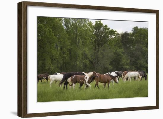 USA, Tennessee, Great Smoky Mountains National Park. Horses in Cade's Cove Pasture-Jaynes Gallery-Framed Photographic Print