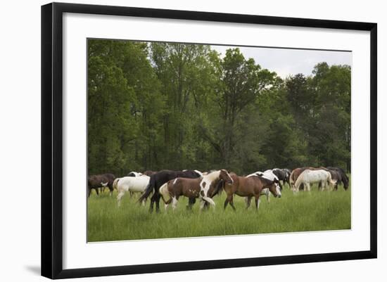 USA, Tennessee, Great Smoky Mountains National Park. Horses in Cade's Cove Pasture-Jaynes Gallery-Framed Photographic Print