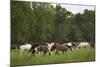 USA, Tennessee, Great Smoky Mountains National Park. Horses in Cade's Cove Pasture-Jaynes Gallery-Mounted Photographic Print