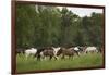 USA, Tennessee, Great Smoky Mountains National Park. Horses in Cade's Cove Pasture-Jaynes Gallery-Framed Photographic Print