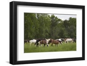 USA, Tennessee, Great Smoky Mountains National Park. Horses in Cade's Cove Pasture-Jaynes Gallery-Framed Photographic Print